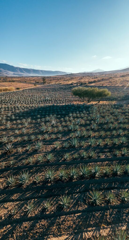 Drone shot of vast agave fields under a clear sky, capturing nature's pattern.